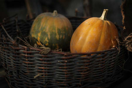 Fresh pumpkins in a wicker basketの写真素材