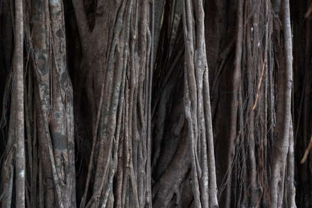 Big tree trunk of Giant Banyan Tree, India, GOAの写真素材