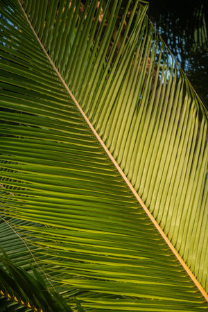 Full Frame Shot Of Palm Leaf
