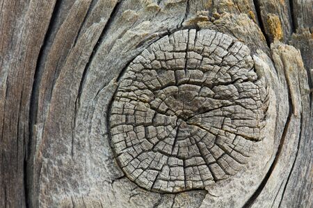 Closeup of old wooden knotの写真素材
