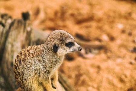 Life of suricates in a captivity. Closeup.の写真素材