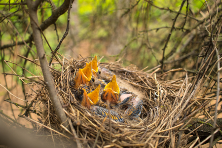 Young birds in the nest in a tree.の写真素材