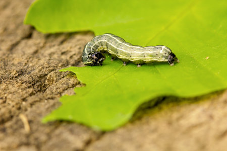 A caterpillar on a green leaf close up.