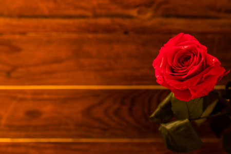 Red rose on wooden background.の写真素材