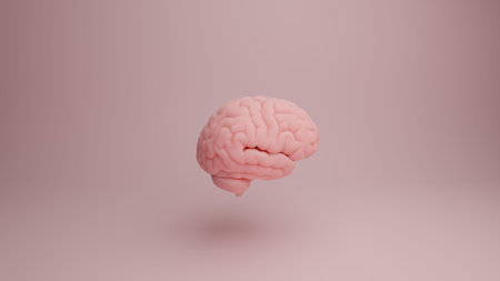 Pink Porcelain Anatomical Brain Right. 3d illustration. 3d render.