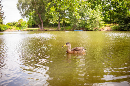 Wild duck swim near the river bank. Reflection in the water. The waves spread out in circles. Green leaves on trees.の写真素材