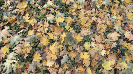 Autumn leaves that have fallen in Zrenjanin park.の写真素材