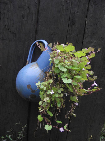 Clambering tiny leaves and bouquet in old tin bowl.の写真素材