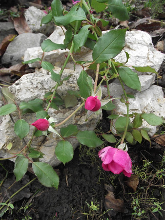 The branch of roses with buds on the stone.の写真素材