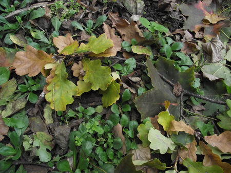 Broken twigs of oak on the grass and dry leaves.の写真素材