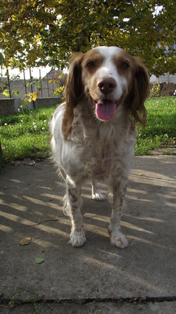 Dog called MSX real teddy bear.の写真素材