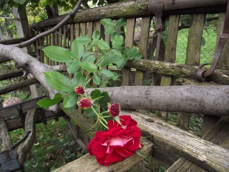 Stray roses with buds through page carts.の写真素材