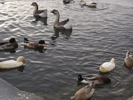 Wild geese and ducks in the frozen lake.の写真素材