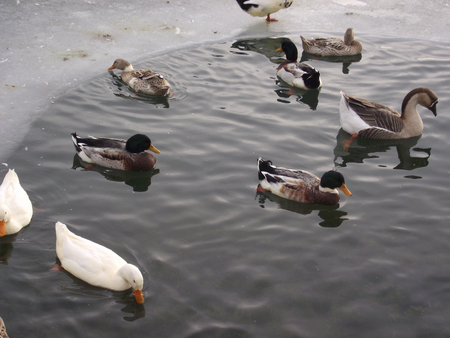 Ducks in a frozen lake.の写真素材