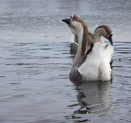 Ravishing pair of wild geese.の写真素材