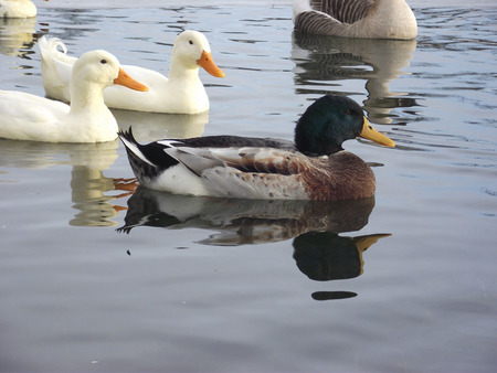 The ducks in the lake.の写真素材