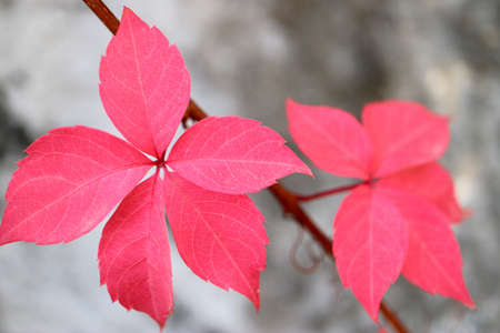 Autumn red leaves on branch,red leaves with old wall background,autumn red leaves with patterns macro,stock imageの写真素材