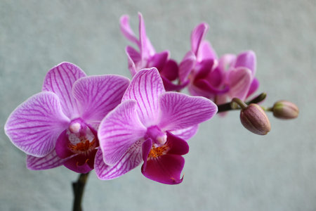 Mini purple Orchid with delicate petals , buds and petal patterns , purple orchid macro, flower...