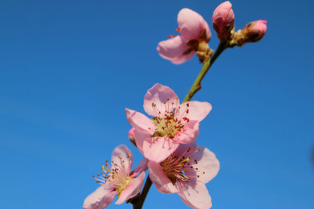 Pink peach blossom  with soft petals and stamens,peach blossom branch with blue sky...