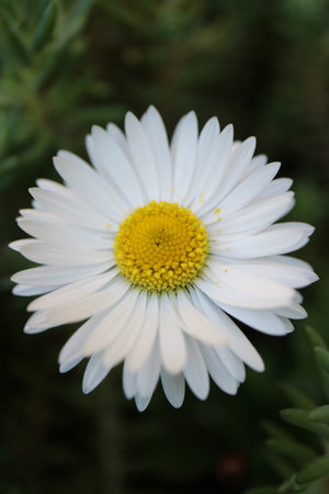 White common daisy with  yellow stamens  and green leaves,  spring daisy in the garden, flower head...