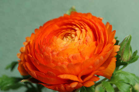 Orange  color Ranunculus  on green wall background,  orange Ranunculus with delicate petals and green leaves, blooming flower  macro, flower head, beauty in nature, floral photoの写真素材