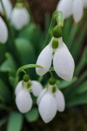 White snowdrops with delicate petals and green leaves in the garden, first snowdrops macro,  spring...
