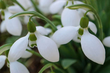 White snowdrops with delicate petals and green leaves in the garden, first snowdrops macro,  spring flowers, blossom, beauty in nature, floral photoの写真素材