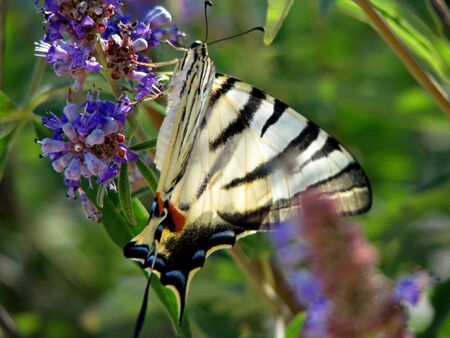 Butterfly on a blue flower の写真素材