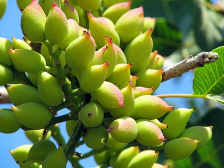 Almond growing under the sunの写真素材