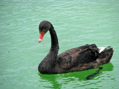 Black swanの写真素材