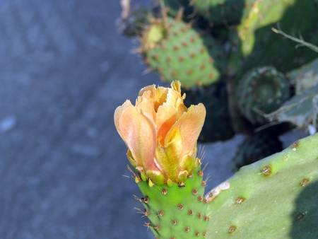 cactus flowerの写真素材