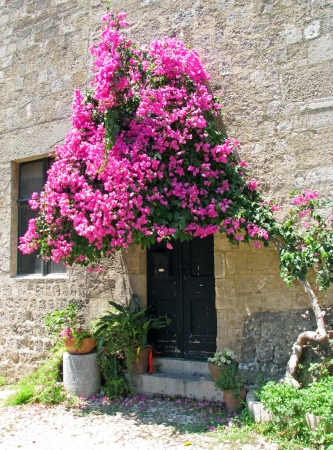Lush bougainvillea guarding the doorの写真素材