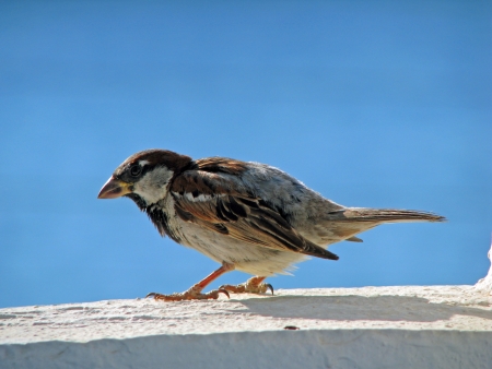 sparrowの写真素材