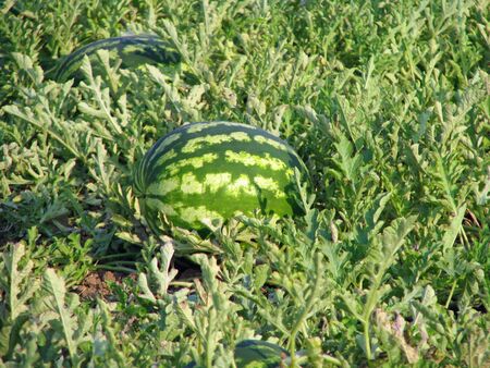 Watermelon growing in a gardenの写真素材