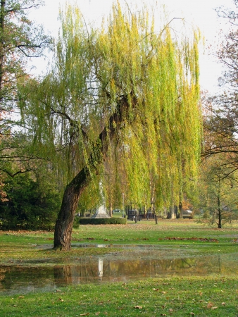 Weeping willow の写真素材