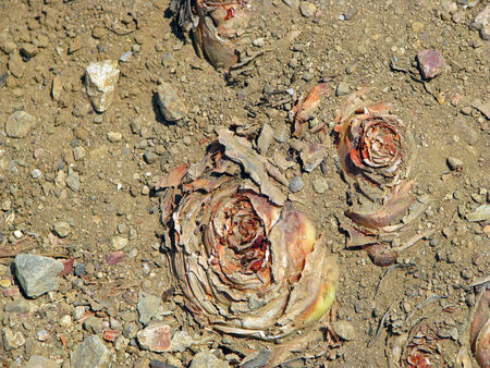 rootsの写真素材