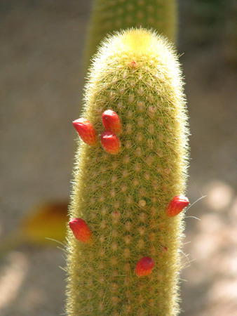 sunlit cactusの写真素材