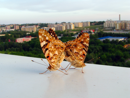 butterflies in hugの写真素材