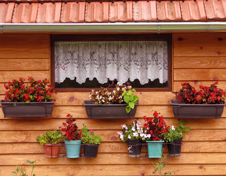 lace and flowersの写真素材