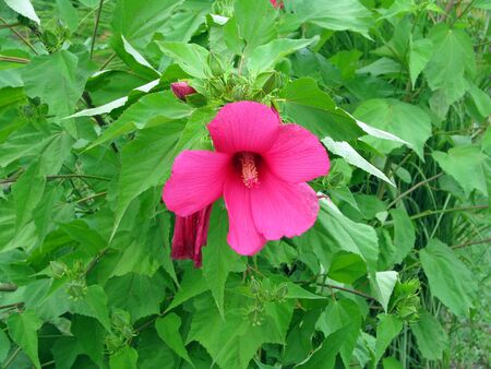 hibiscusの写真素材