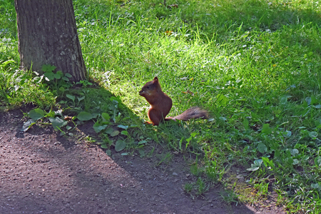 squirrelの写真素材