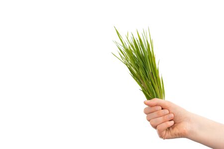 Hand of woman holding green juice grass, isolated on white background.の写真素材
