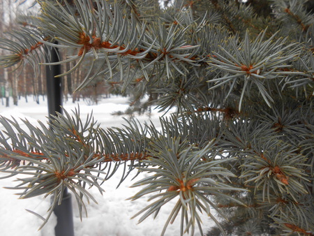 Christmas fir branchesの写真素材