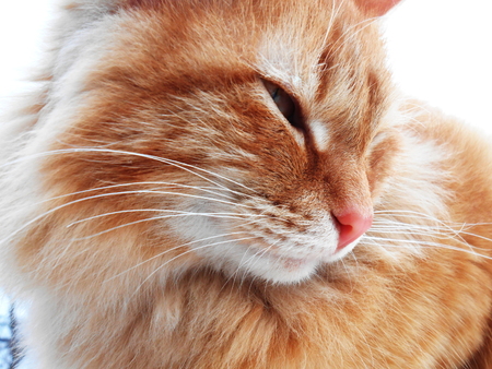 red cat close upの写真素材