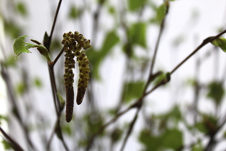 fresh birch leaves in springの写真素材
