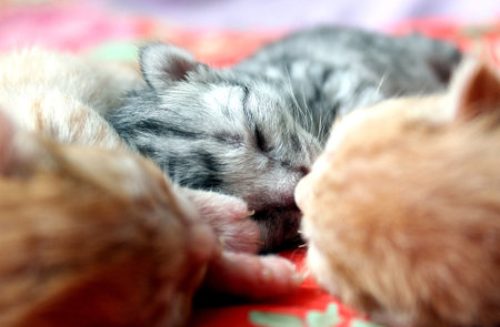 newborn blind kittens cute sleeping