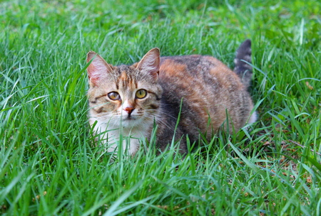 the cat is lying on the lawnの写真素材