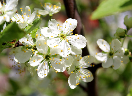 white flowers of a cherry tree in springの写真素材