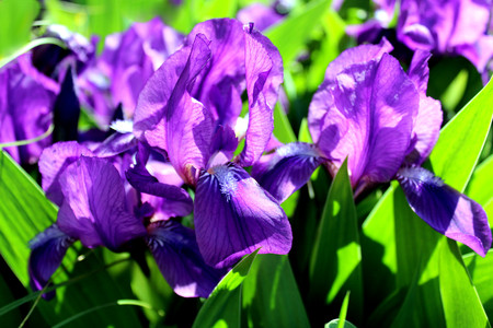 blooming iris flower in summer on a flower bedの写真素材