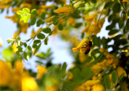 the bee collects pollen from the yellow acacia flowerの写真素材